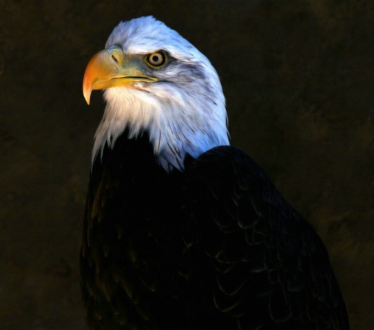 Proud Eagle