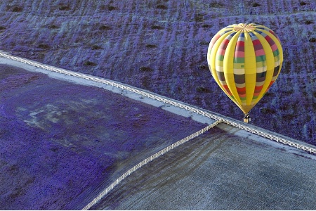 "Fields of  Lavendar in my Yellow Balloon"