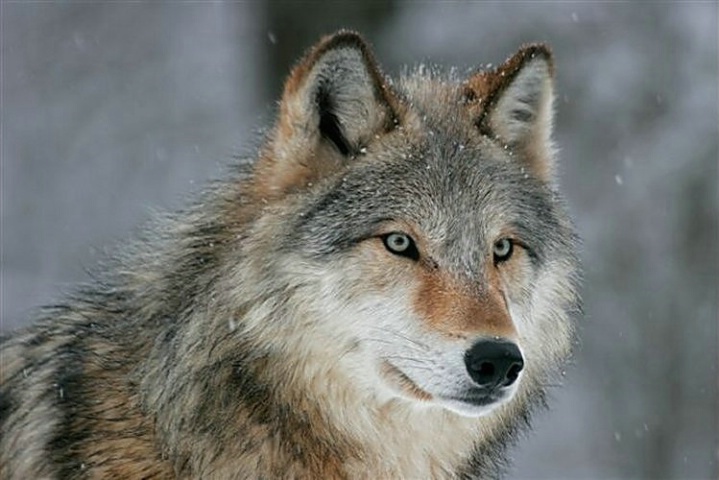 Gray Wolf