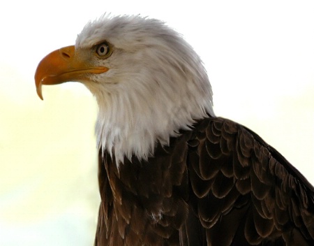 Portrait of an Eagle
