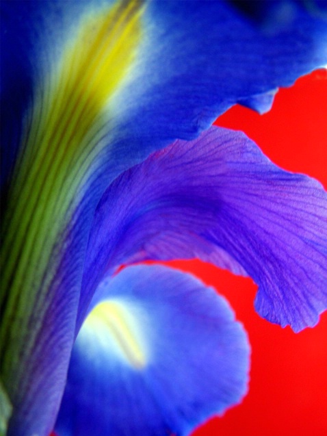 Iris Against Red - ID: 1795788 © Michèle J. Thomas