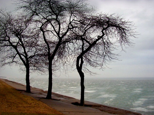 Three Trees along Lakeshore