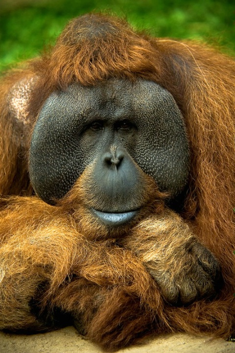 orangutan(2)