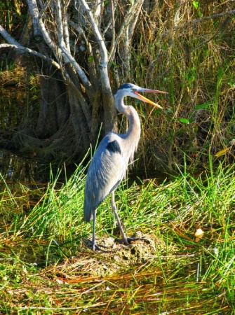 Great Blue Heron.. or GBH