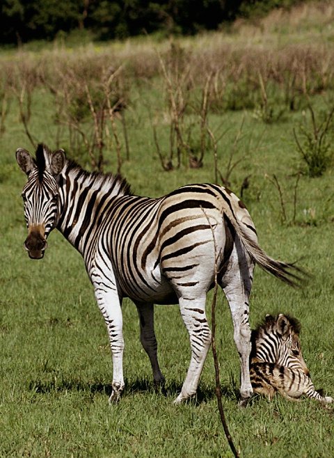 Do not come closer - Zebra and baby 