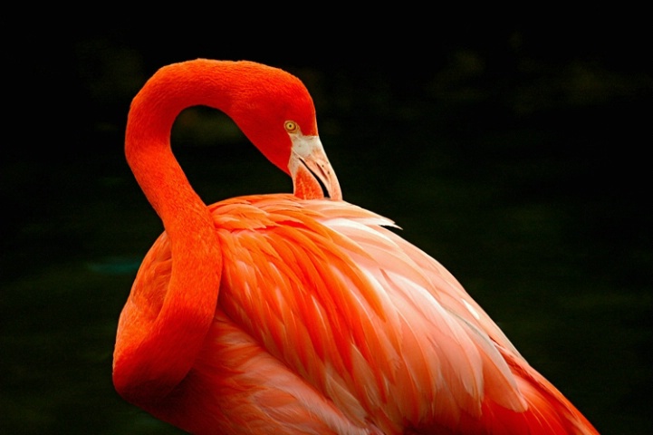 Flamingo I