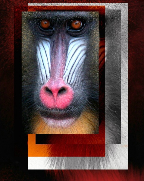 ZOO Poster - ID: 1801318 © Claudia/Theo Bodmer