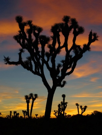 Joshua Tree Silhouette