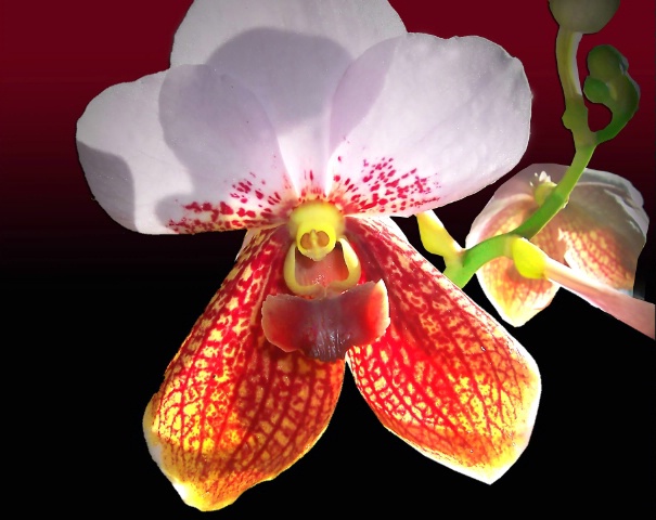 Waling - Waling Orchid ( VANDA)
