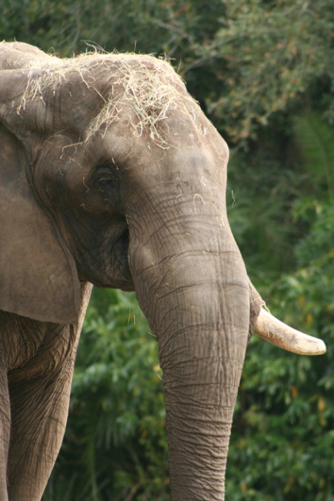 Female African Elephant