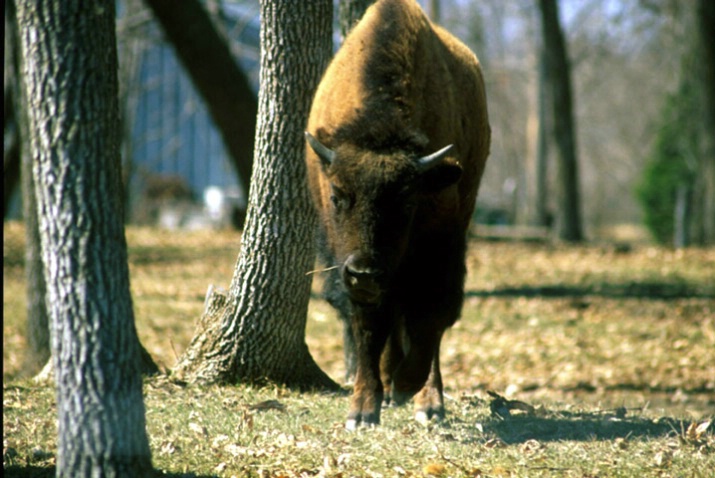 Bison walking - ID: 1806996 © Heather Robertson