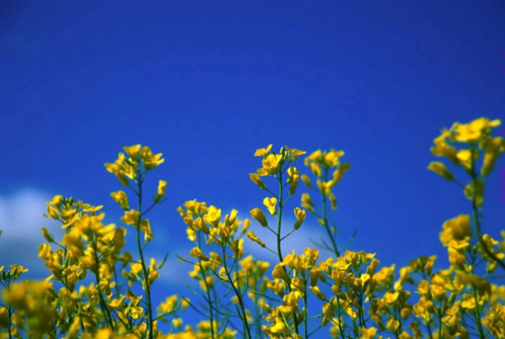 Blue sky, yellow crop - ID: 1806997 © Heather Robertson