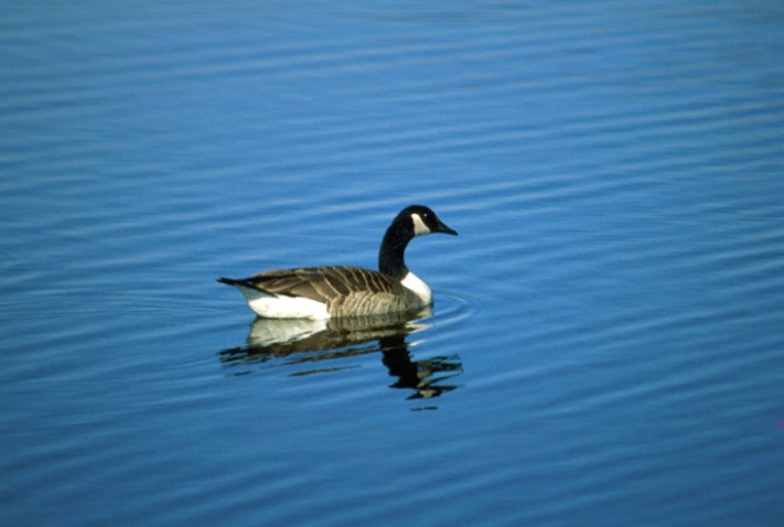 Canadian goose on calm blue water - ID: 1807000 © Heather Robertson
