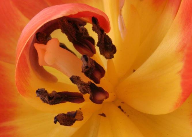Macro Tulip - ID: 1807564 © Patricia A. Casey