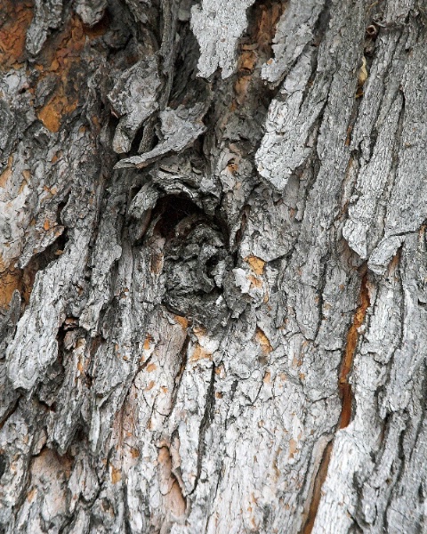 bark