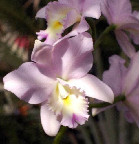 Pretty Orchid