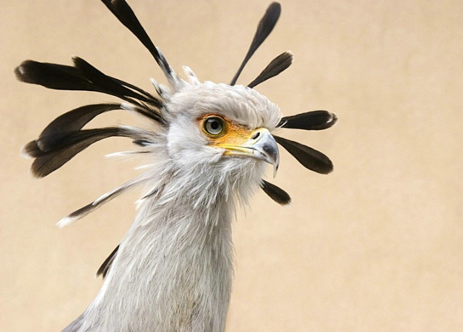 Secretary Bird - ID: 1811270 © Mary-Ella Bowles