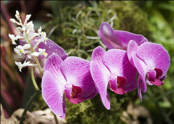 Orchid (4)