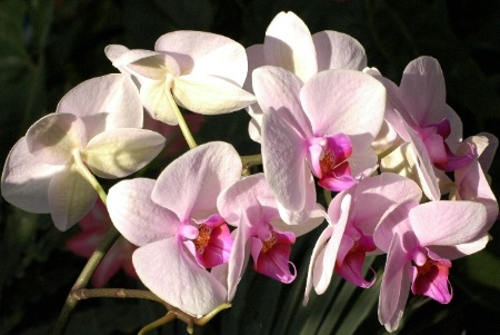 Array Of Orchids