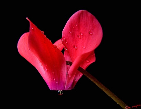 Cyclamen and Morning Mist