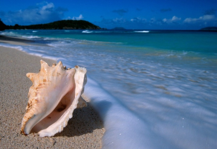 A Shell at St. John