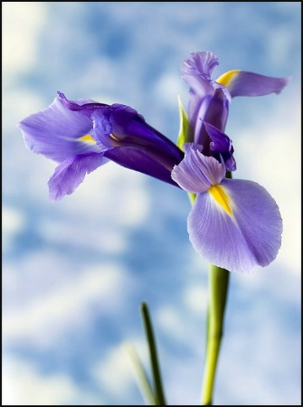 Iris in the Sky