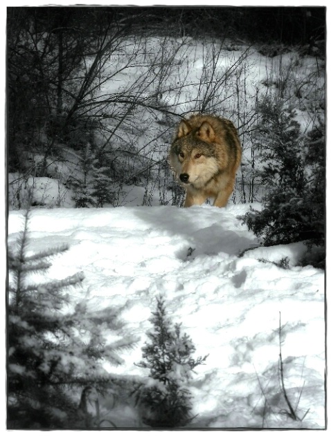 Montana Wolf                                   160 - ID: 1814392 © DEBORAH thompson