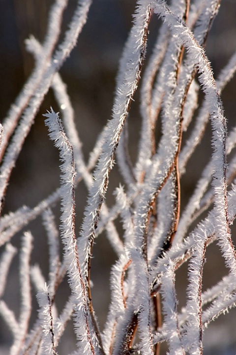 Winter Fur