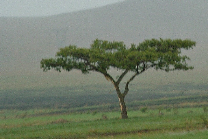 Lonely tree at Drakensberg South Africa