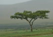 Lonely tree at Dr...