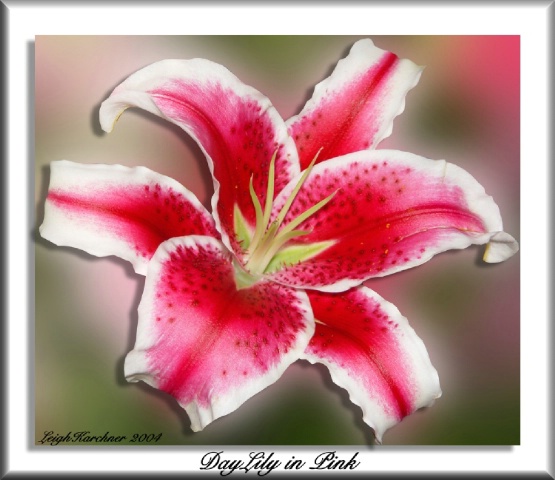 Day Lily In Pink