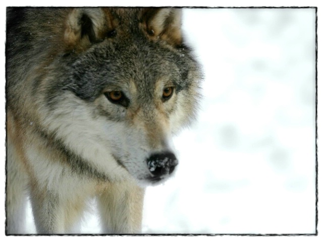 Montana Wolf                                  60 - ID: 1819031 © DEBORAH thompson