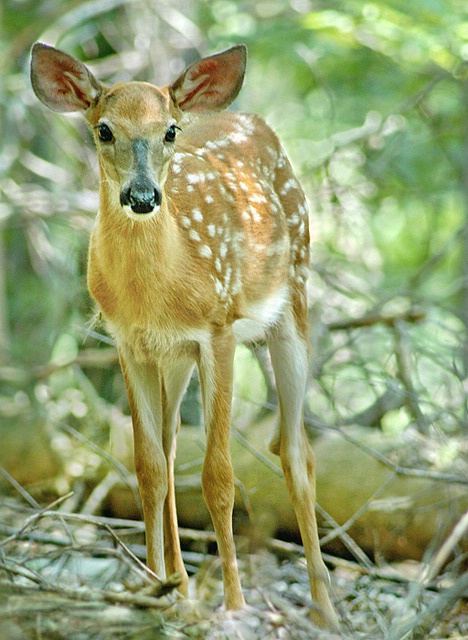 In the Woods