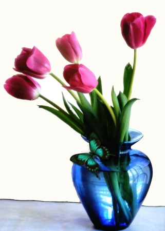 tulip series #4
