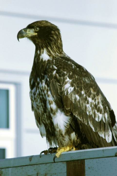 Eagle After