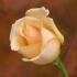 © Patricia A. Casey PhotoID # 1825132: Studio Rose III