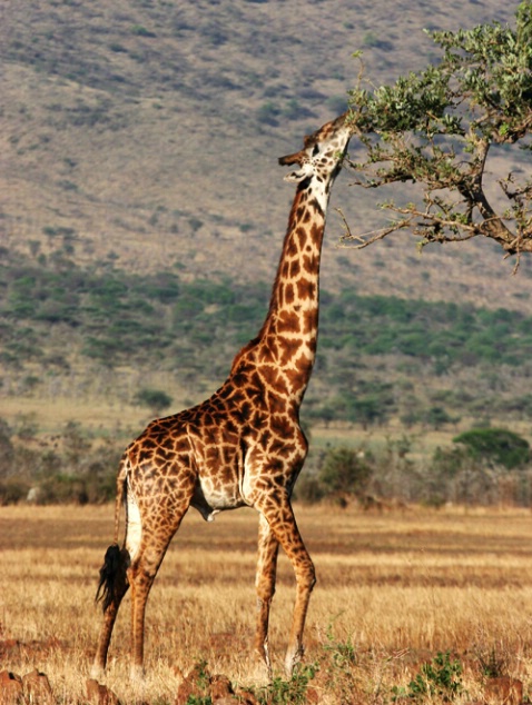 Long Reach: the Serengeti