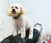 Biker Bichon: Mel...