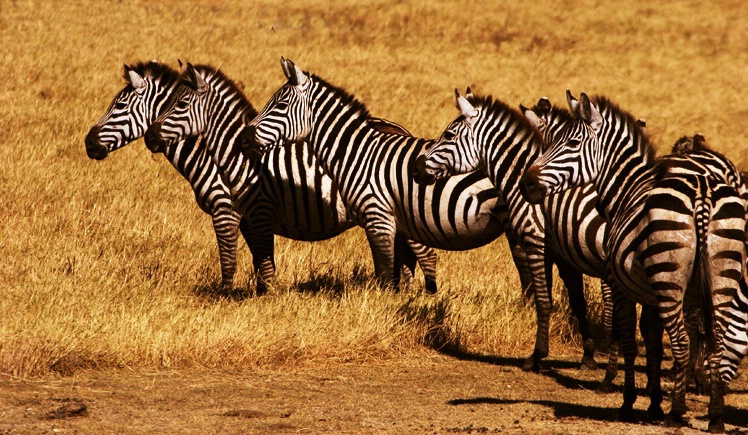 Striped Attention: Tarangire