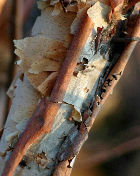 Birch Bark