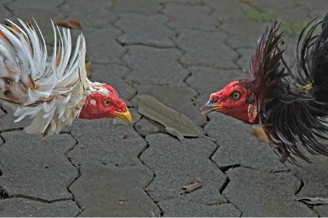 Balinesian Fighting Cocks