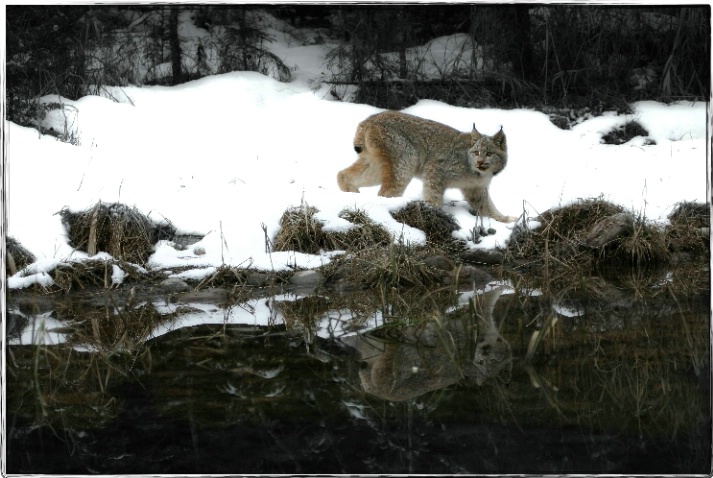Montana Lynx 009 - ID: 1828842 © DEBORAH thompson