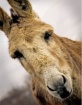 It's a horse....