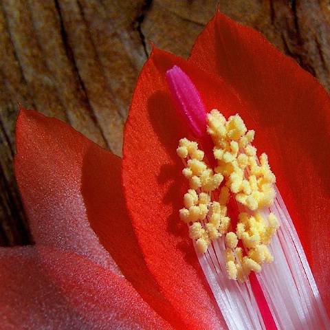 Cactus Flower