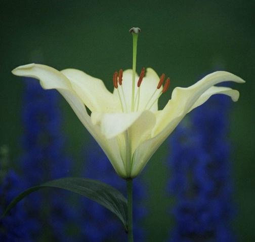 Ornamental Lily 
