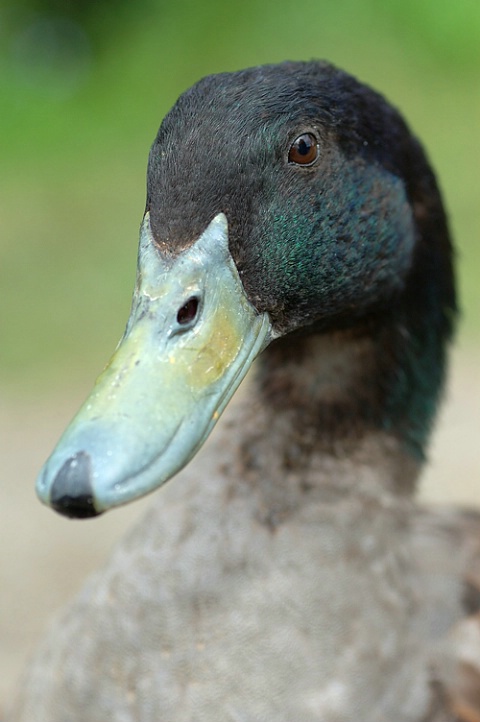 Portrait of a duck 