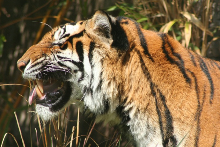 Female Siberian Tiger