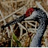 © Donald E. Chamberlain PhotoID# 1830423: Wet Sandhill Crane Head Close Up
