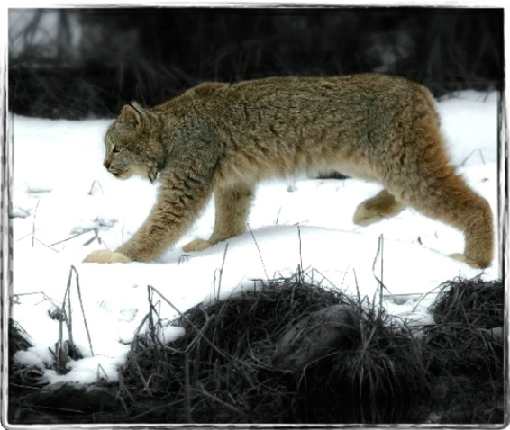 Montana Lynx  028 - ID: 1830744 © DEBORAH thompson