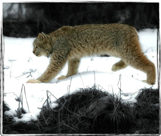 Montana Lynx 028 - ID: 1830744 © DEBORAH thompson